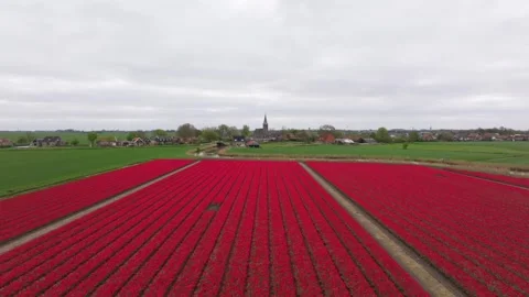 Aerial view of colorful tulip rows and village church in Schettens, Netherlands Stock Footage 313362425