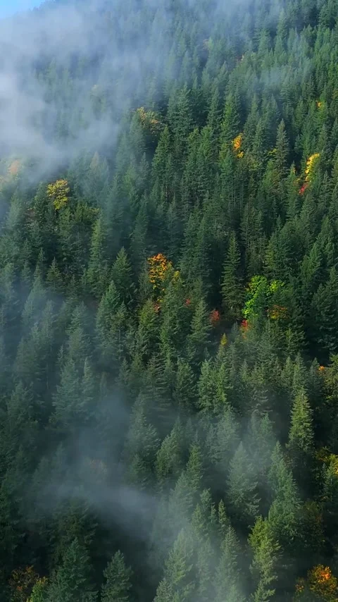 Aerial view of colourful forest on mountain slopes and cloudy sky. Canada Video stock 340407956