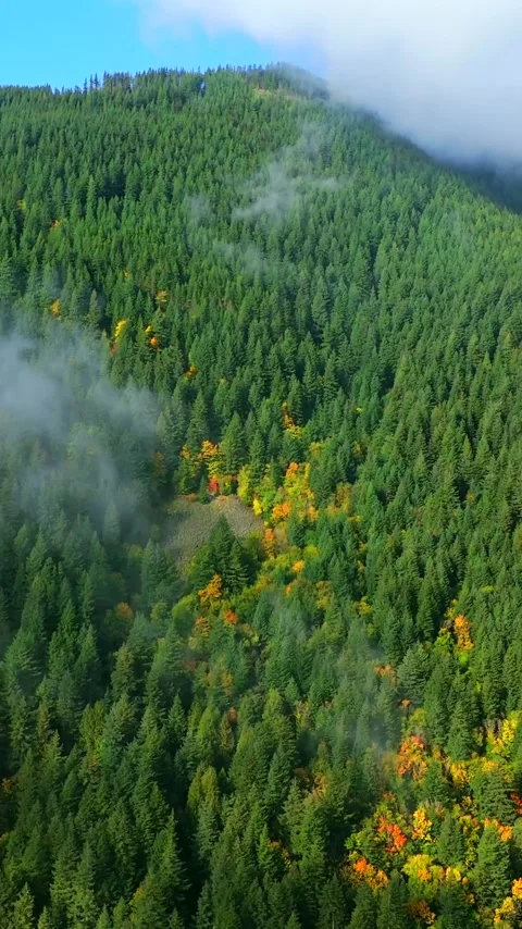Aerial view of colourful forest on mountain slopes and cloudy sky. Canada Vidéo 343572430