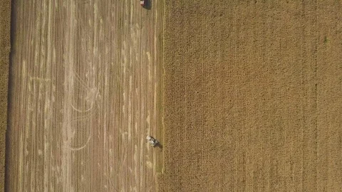 Aerial view of combine and dump truck harvests corn on farm field, drone shot Видео 117633065