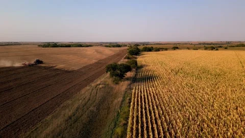 Aerial view of a combine cutting corn beside the harvested rows Stock Footage 345532129