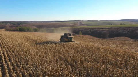 Aerial view of combine gathering corn crop or wheat at farmland. Harvester work Stock Footage 281626846