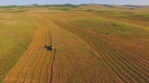 AERIAL VIEW. Combine On Harvest Fields 스톡 동영상 53175343