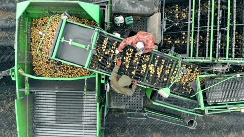 Aerial view of combine harvester. Agriculture workers working gathering crop of Stock Footage