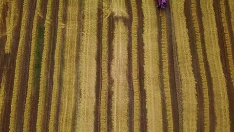 Aerial view of combine harvester on the chamfered wheat field Stock-Footage 110926528