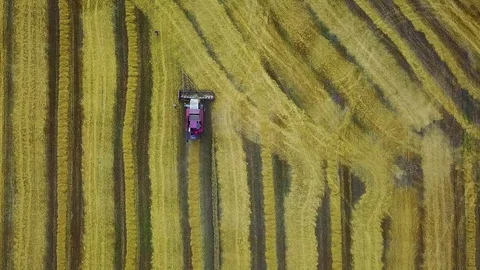Aerial view of combine harvester on the chamfered wheat field Video stock 114578095