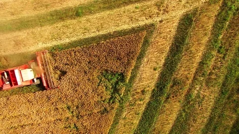 Aerial view of combine harvester. Vidéo 72003310
