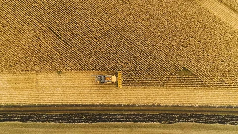 Aerial view of combine harvester harvesting ripe corn on harvest field. 4K Stock Footage