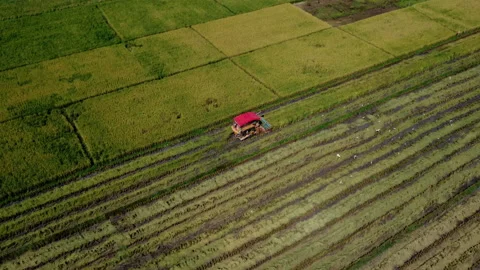 Aerial view of Combine harvester machine with rice paddy field. Видео 221214535