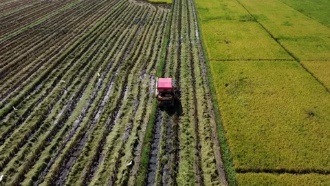 Aerial view of Combine harvester machine with rice paddy field. Vidéo 221219142