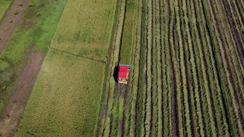 Aerial view of Combine harvester machine with rice paddy field. Vídeo Stock 221219586