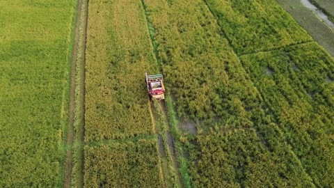  Aerial view of Combine harvester machine with rice paddy field. Stock Footage 221287610