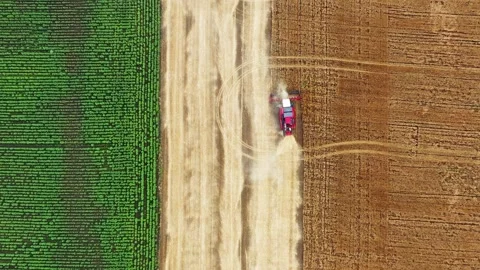 Aerial view of a combine harvester working in a wheat field, Russia. Stock Footage 345398727