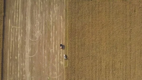 Aerial view of combine harvests corn on farm field and dump truck, agriculture Видео 117633032