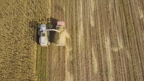 Aerial view combine harvests corn on farm field for silage and grain Video stock 130493368