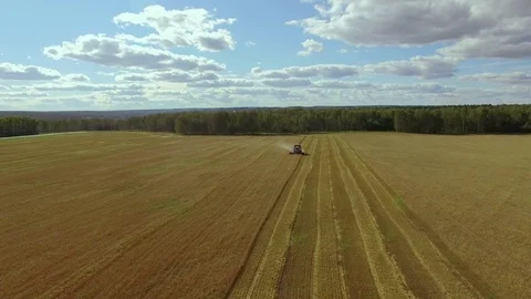 Aerial view on the combine working on the field Video stock 80297868