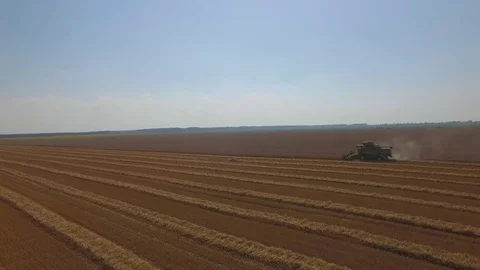 Aerial view on the combine working on the large wheat field Video stock 72742332
