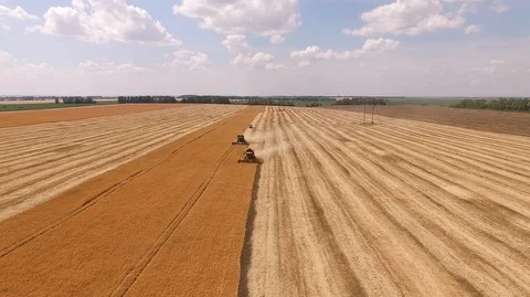 Aerial view on the combine working on the large wheat field Stock Footage 85483582