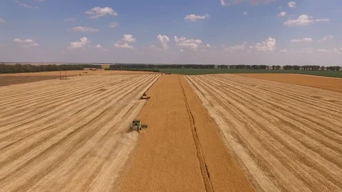 Aerial view on the combine working on the large wheat field Stock Footage 89846452