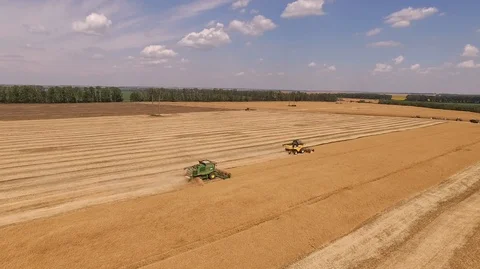 Aerial view on the combine working on the large wheat field Video stock 90920992