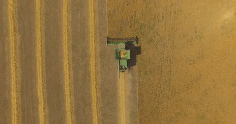 Aerial view on the combine working on the large wheat field Stock Footage 93501318