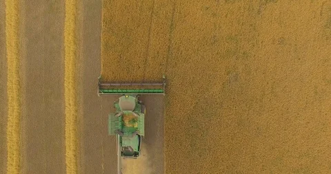 Aerial view on the combine working on the large wheat field Stock Footage 93501490