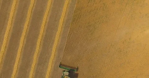 Aerial view on the combine working on the large wheat field Stock Footage 93504673