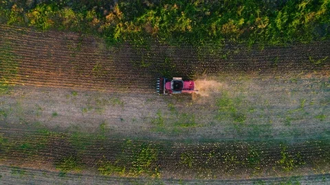 Aerial view on the combine working on the large sunflowers field Stock Footage 95843504