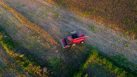 Aerial view on the combine working on the large sunflowers field 스톡 동영상 95843772
