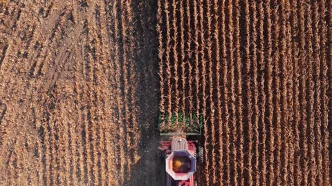 Aerial view of combining corn Stock Footage 297284269