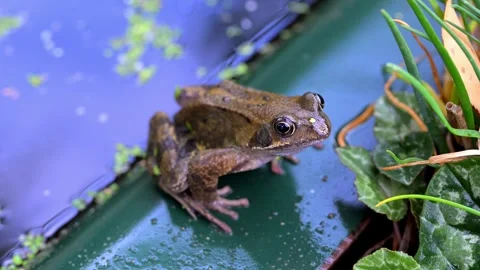 Aerial view of a common frog. Stock Footage 319897172