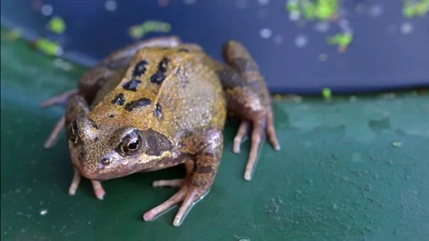Aerial view of a common frog. Stock Footage 319897173