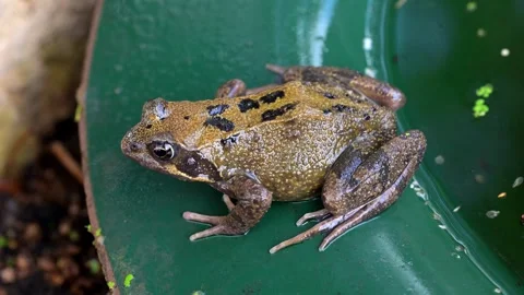 Aerial view of a common frog. Stock Footage 319897180
