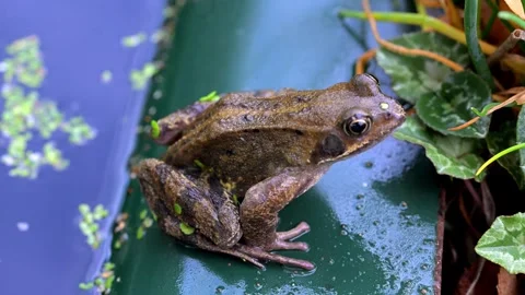 Aerial view of a common frog. Stock Footage 319897193