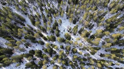 Aerial view of conifer forest in March, Finland Stock Footage 305226063
