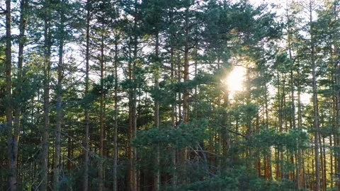 Aerial view of the conifer forest sunset Video stock 236392225