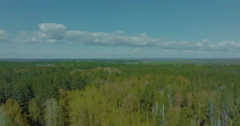 Aerial view of coniferous and deciduous forest in autumn sunny day, calm weather Stock Footage 196173206