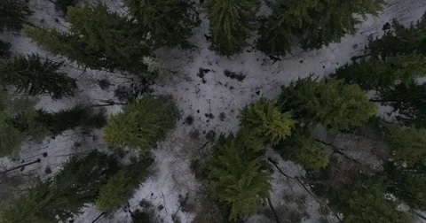 Aerial view coniferous forest Stock Footage 73632167