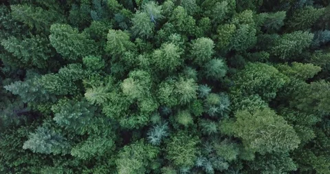 Aerial View of Coniferous Forest Stock Footage 114432954