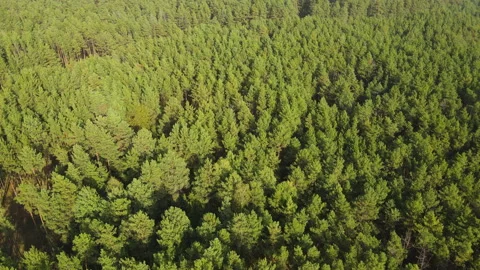 Aerial view on coniferous forest. Stock Footage 141173353