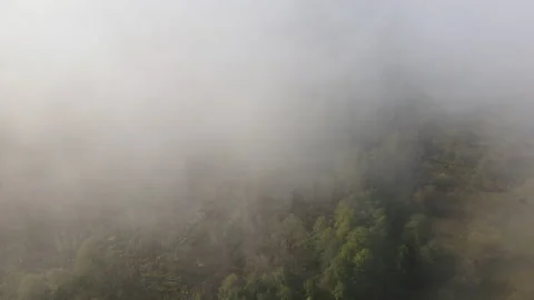Aerial view on coniferous forest. Stock Footage 141437098