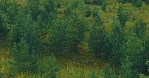 Aerial view, coniferous forest. Span camera from the copter. View from above. Stock Footage 115451928