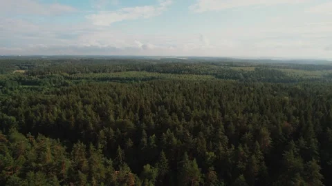 Aerial view of coniferous forest stretching to horizon under cloudy sky. Concept 库存影片 317837113