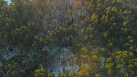 Aerial view of coniferous forest in sunny winter Stock Footage 150242822