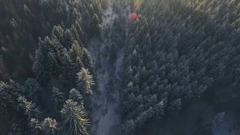 Aerial view of coniferous forest in winter. Stock Footage