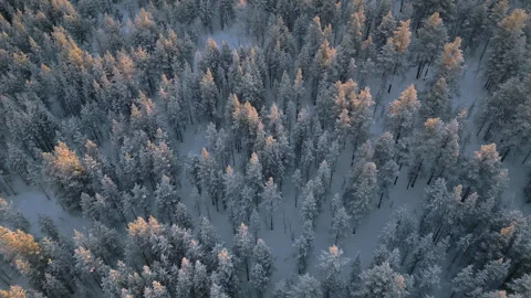 Aerial view of coniferous pine snowy trees forest at sunrise finland Stock Footage 306072156