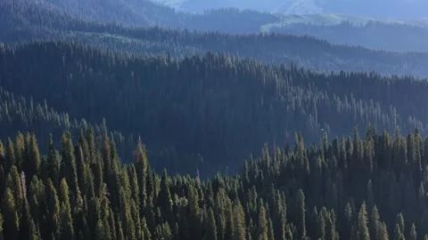 Aerial view of coniferous tree forest Vídeos de archivo 286778049