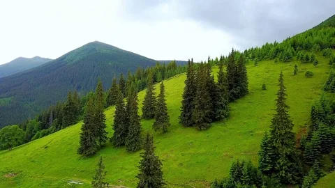 Aerial view of coniferous trees on the mountainside Stock Footage 110926877