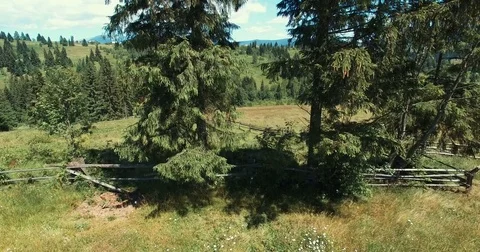 Aerial view of conifers Video stock 77957144