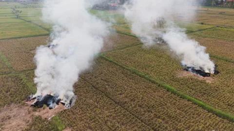Aerial View of Controlled Agricultural Fire Straw Burning in Rice Field 動画素材 345152318